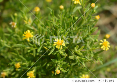 Sticky aster Sticky aster 60219465