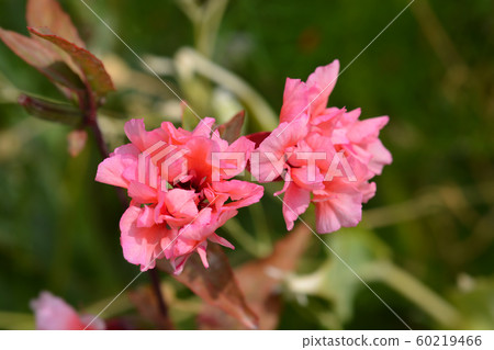 Clarkia Salmon Princess Clarkia Salmon Princess 60219466