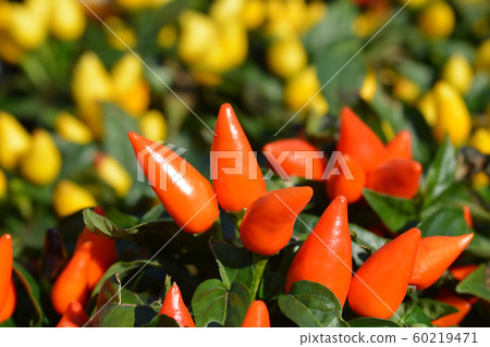 Orange ornamental pepper Favorit 60219471