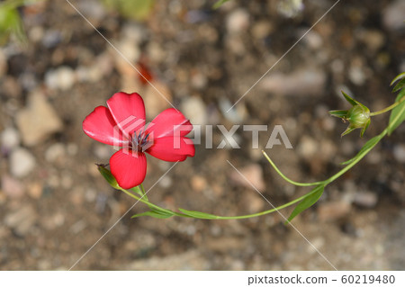 Scarlet flax 60219480