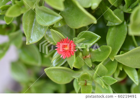 Baby sun rose Baby sun rose 60219491