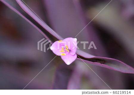 Purple heart Purple heart 60219514
