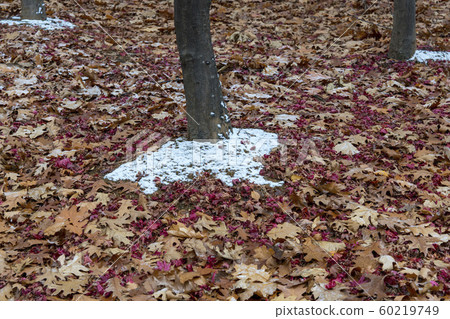 Snow, ansan, gyeonggi-do Snow, ansan, gyeonggi-do 60219749