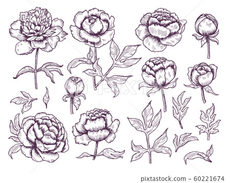 Peonies doodle. Leaves and buds floral pictures botanical vector hand drawn collection Peonies doodle. Leaves and buds floral pictures botanical vector hand drawn collection 60221674