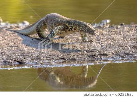 Water monitor on shore of river 60221683