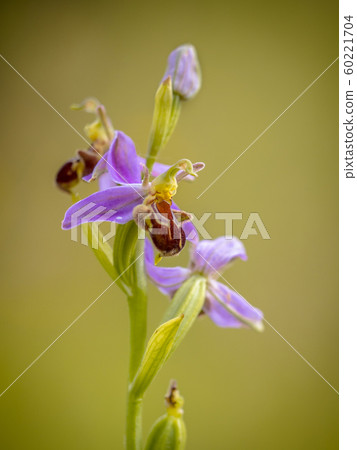Pink flowers of Bee orchid Pink flowers of Bee orchid 60221704