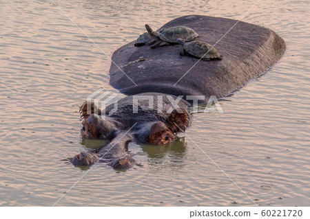 Hippopotamus with tortoises 60221720