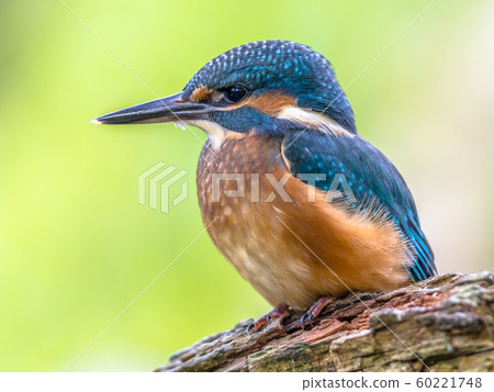 European Kingfisher close up European Kingfisher close up 60221748