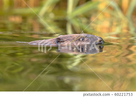 European beaver head swimming 60221753