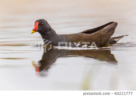 Common Moorhen swimming Common Moorhen swimming 60221777