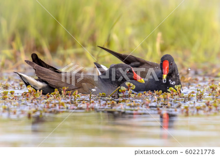 Common Moorhen couple swimming Common Moorhen couple swimming 60221778