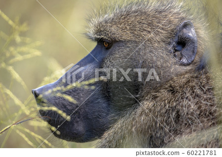 Chacma baboon feeding on grass 60221781