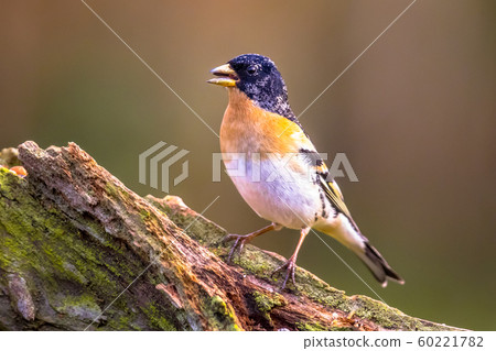 Brambling passerine bird 60221782
