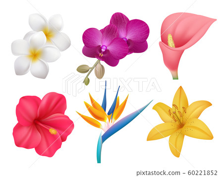 Tropical plants. Leafs and exotic bouquet botanical nature collection of realistic flowers isolated Tropical plants. Leafs and exotic bouquet botanical nature collection of realistic flowers isolated 60221852