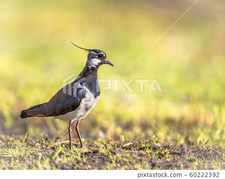 Northern Lapwing standing in meadow 60222392