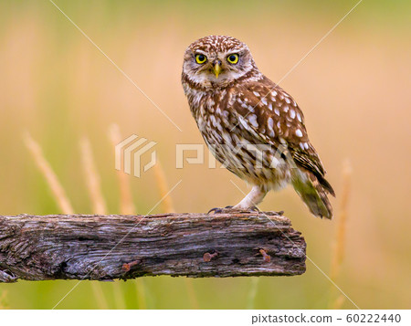 Little Owl perched on log Little Owl perched on log 60222440