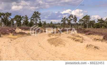 Landscape of Kalmthoutse Heide 60222451