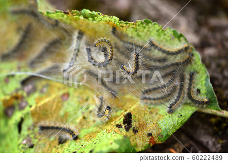 Caterpillars of the Aporia crataegi  60222489