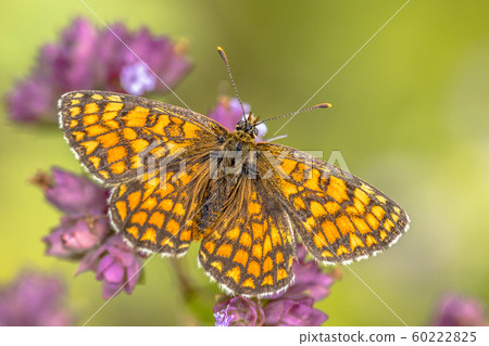 Meadow fritillary butterfly Meadow fritillary butterfly 60222825