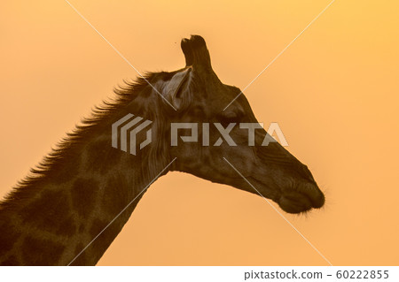 Giraffe head silhouette in orange afternoon light Giraffe head silhouette in orange afternoon light 60222855