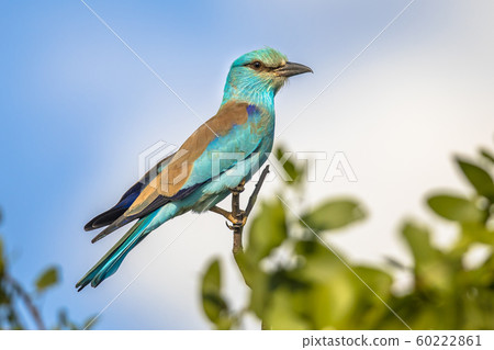 European roller in tree European roller in tree 60222861