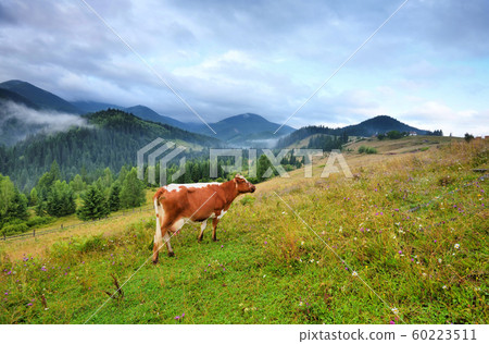 Brown cow with a white pattern on a pasture Brown cow with a white pattern on a pasture 60223511