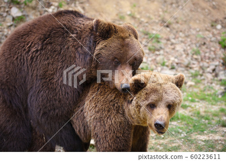 Brown bears mating in the spring forest 60223611
