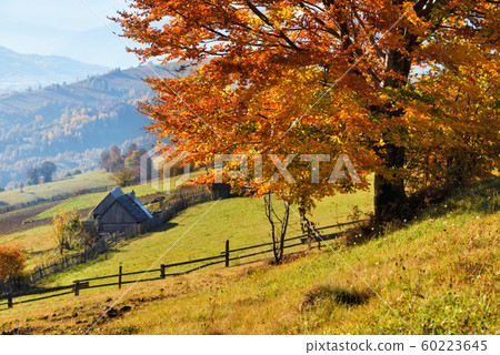 Fantastic autumn morning and bright trees Fantastic autumn morning and bright trees 60223645