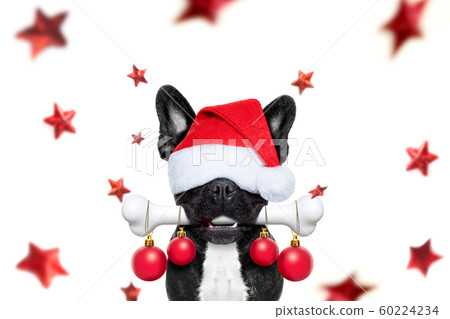 christmas santa claus dog christmas santa claus dog 60224234