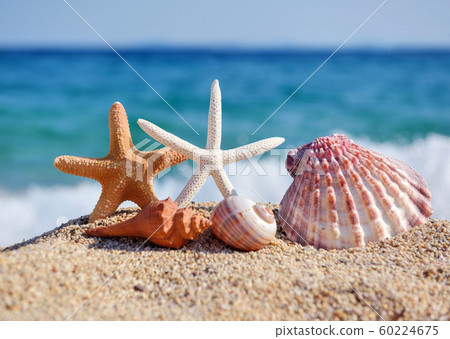 Shells and starfish on the beach Shells and starfish on the beach 60224675