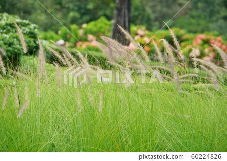 Landscape at Queen Sirikit Botanical Garden, Chiang Mai Province, Thailand Landscape at Queen Sirikit Botanical Garden, Chiang Mai Province, Thailand 60224826