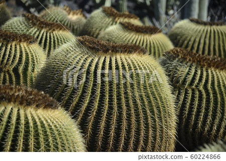 Large spherical cacti 60224866
