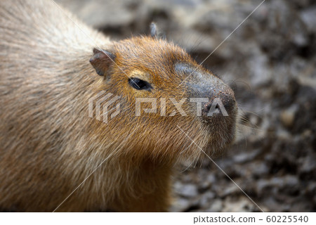 Capybara (Hydrochoerus hydrochaeris). Capybara (Hydrochoerus hydrochaeris). 60225540
