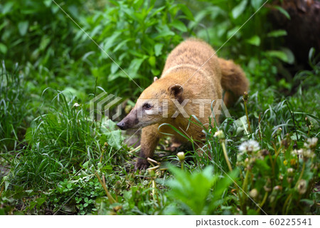 South American Coati (Nasua) 60225541