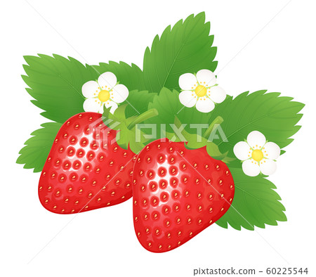 Illustration of strawberry _ 2 flowers _ leaves 60225544