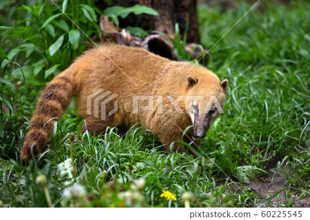 Cute coati (Nasua), 60225545