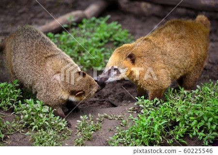 South American Coati (Nasua) South American Coati (Nasua) 60225546