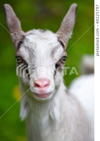 Portrait a white baby goat on green lawn Portrait a white baby goat on green lawn 60225797