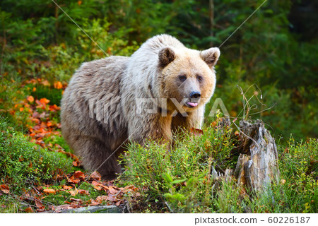 Young european brown bear in the authumn forest 60226187