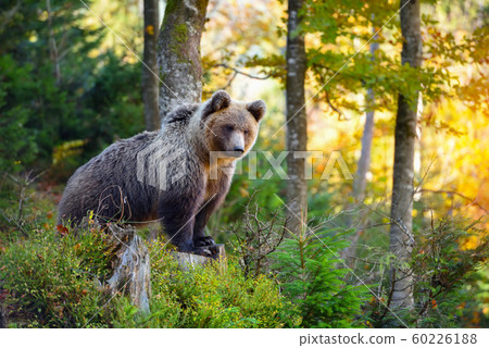 Young european brown bear in the authumn forest 60226188