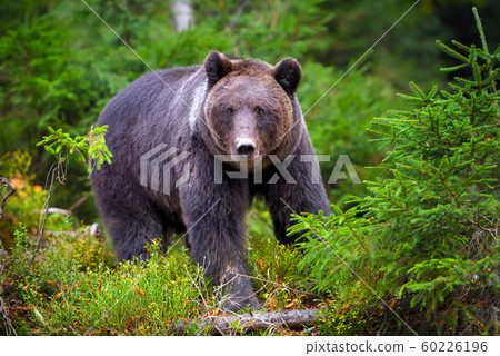 European brown bear in the forest. Big brown bear 60226196