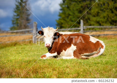 Brown cow with a white pattern on a pasture Brown cow with a white pattern on a pasture 60226232