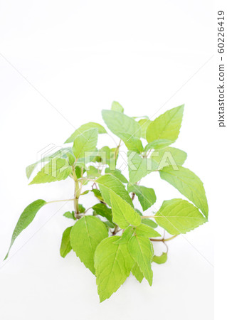 Cambridge Scarlet Bergamot Cambridge Scarlet Bergamot 60226419