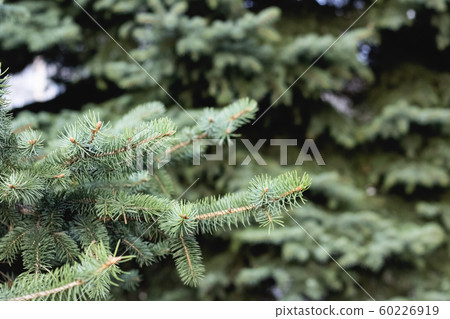 Green spruce branches with needles close up 60226919