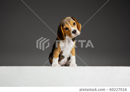 Studio shot of beagle puppy on grey studio background Studio shot of beagle puppy on grey studio background 60227016