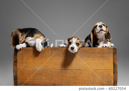 Studio shot of beagle puppies on grey studio background 60227054