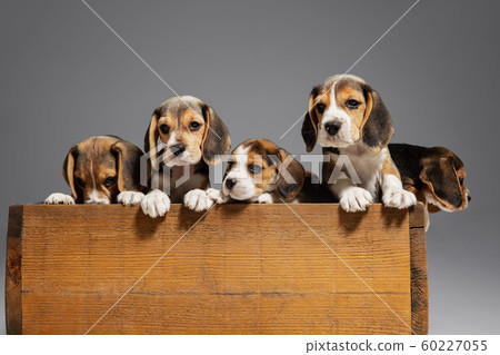 Studio shot of beagle puppies on grey studio background 60227055