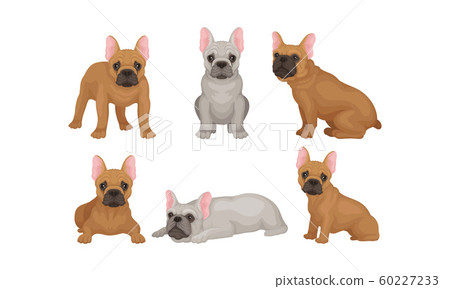 Cute Gray and Brown Pug Dogs in Different Poses Set Vector Illustration Cute Gray and Brown Pug Dogs in Different Poses Set Vector Illustration 60227233