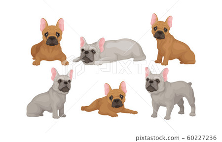 Collection of Cute Pug Dogs in Different Poses Vector Illustration Collection of Cute Pug Dogs in Different Poses Vector Illustration 60227236