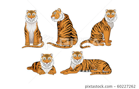 Set of realistic hand drawn Amur tigers color and outline. Big cats sketch  stands, lies, walks, hunts poses. Predatory mammals for books, card vector  illustration 9322012 Vector Art at Vecteezy